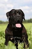 CANE CORSO 878